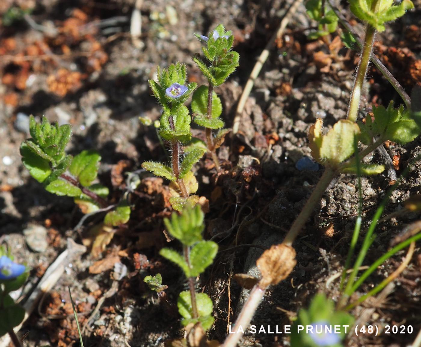 Speedwell, Wall plant